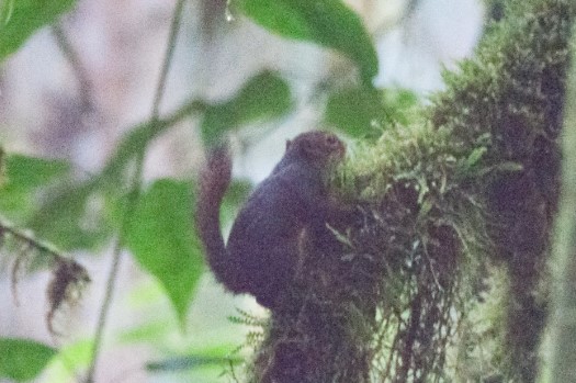 Western Dwarf Squirrel at Recinto 23 de Junio